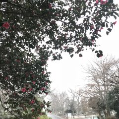 八柱霊園　本日も細雪